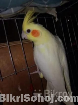 Running pair Cockatiel Bird for sale